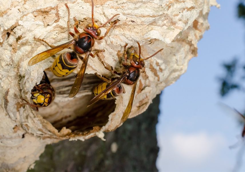 Entreprise destruction nids de frelons et guepes calvados
